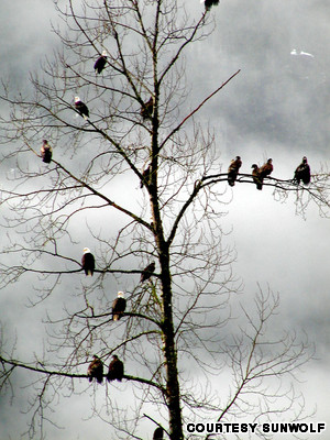 9 cuộc di cư hoang d&atilde; ngoạn mục nhất thế giới